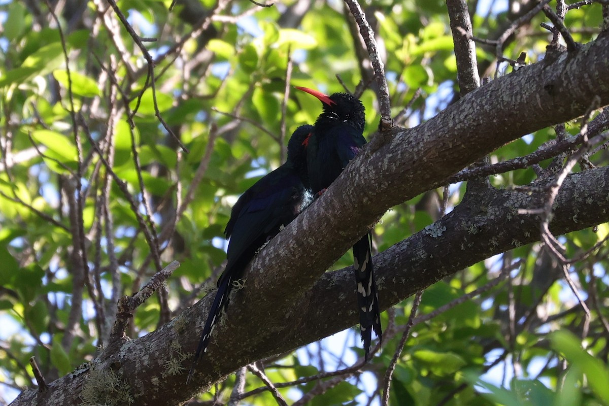 Слотняк пурпуровий - ML644262715