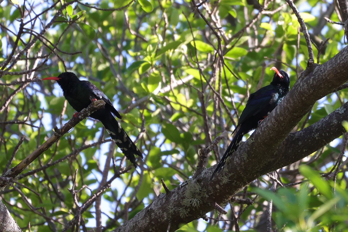 Слотняк пурпуровий - ML644262716