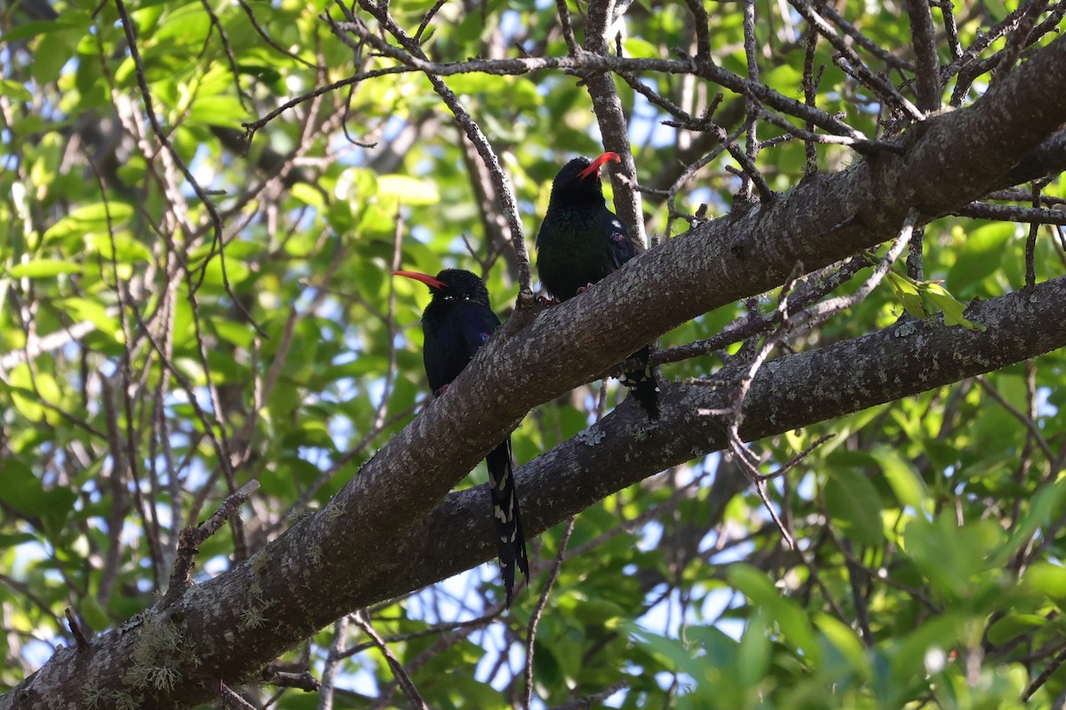 Слотняк пурпуровий - ML644262717