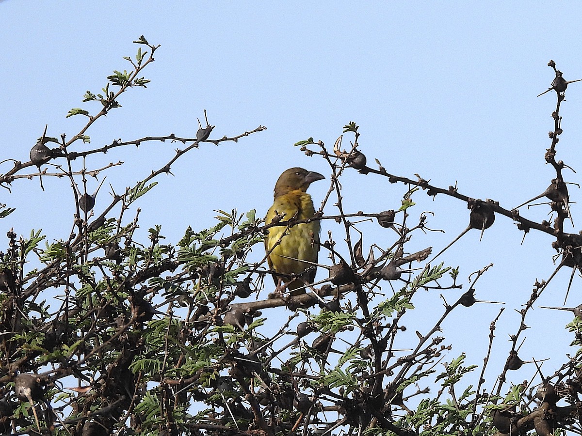 Fox's Weaver - ML644262722
