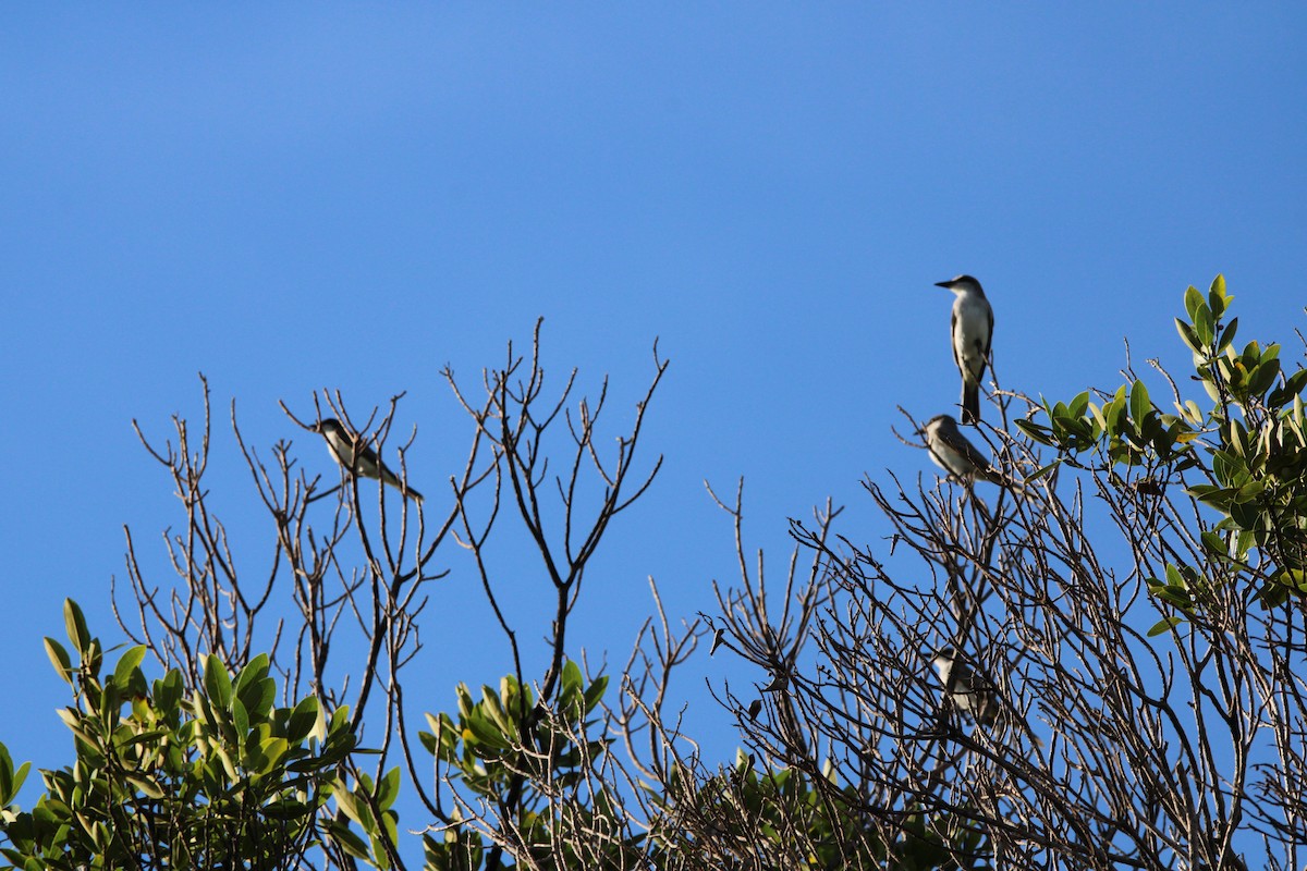Schieferrücken-Königstyrann - ML644262725