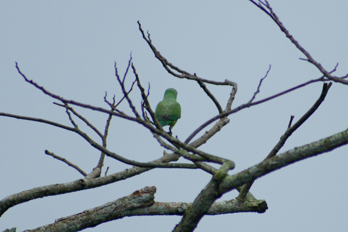 Layard's Parakeet - ML644262726