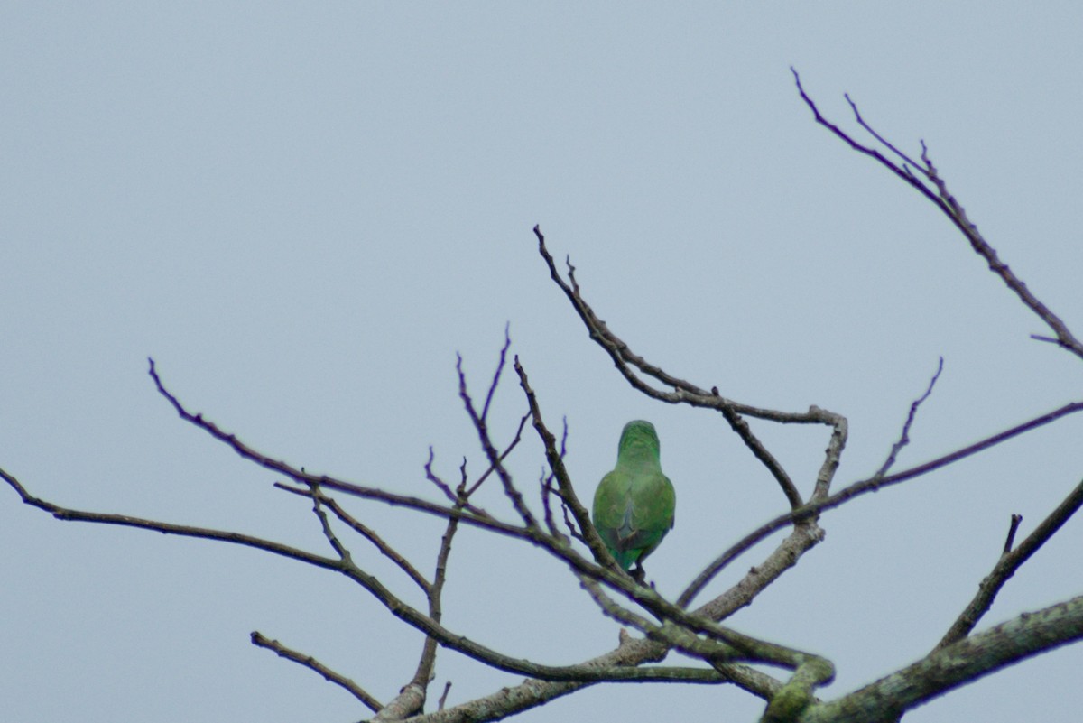 Layard's Parakeet - ML644262727