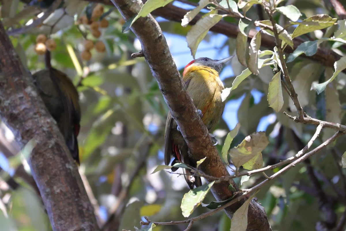 Olive Woodpecker - ML644262728