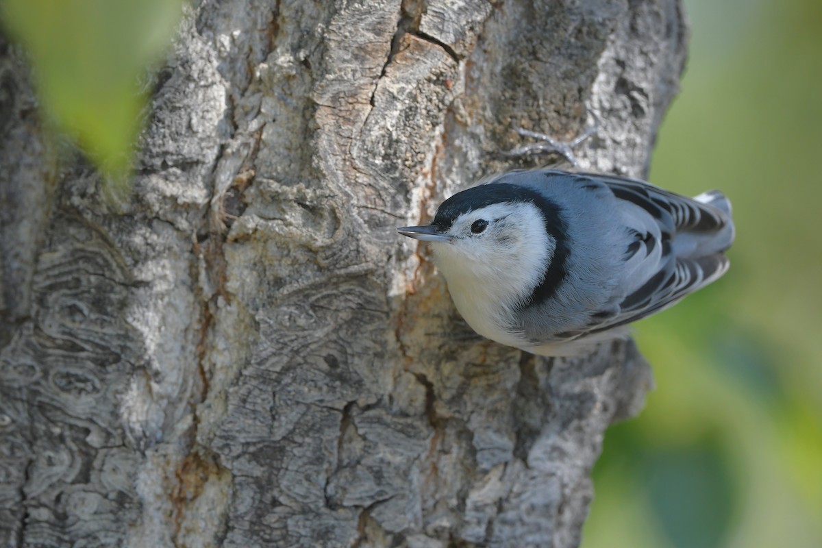 Sittelle à poitrine blanche - ML644262761