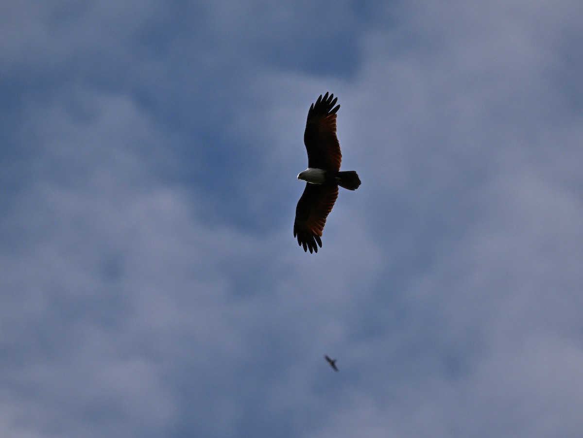 Brahminy Kite - ML644262772