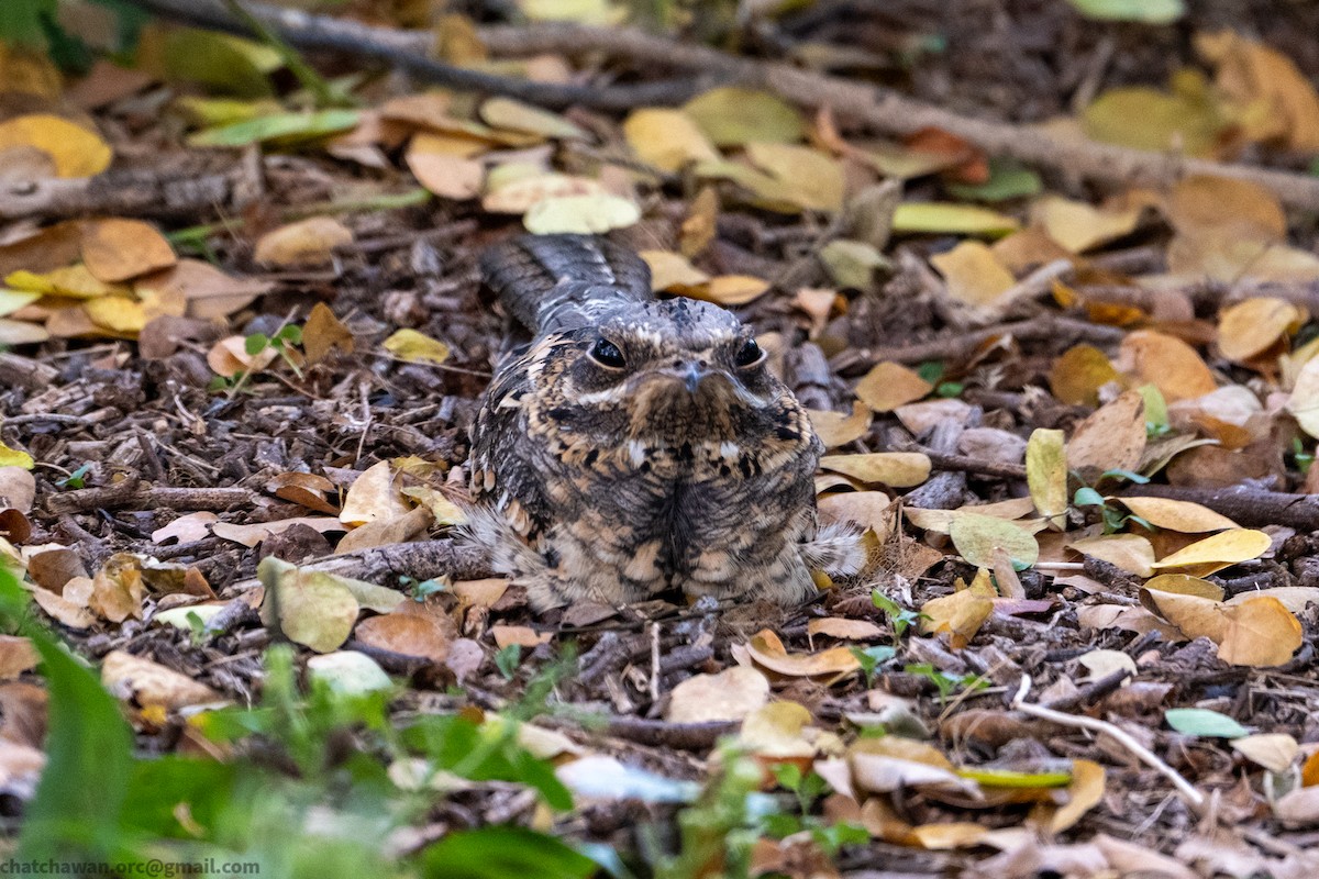 Hint Çobanaldatanı - ML644262775