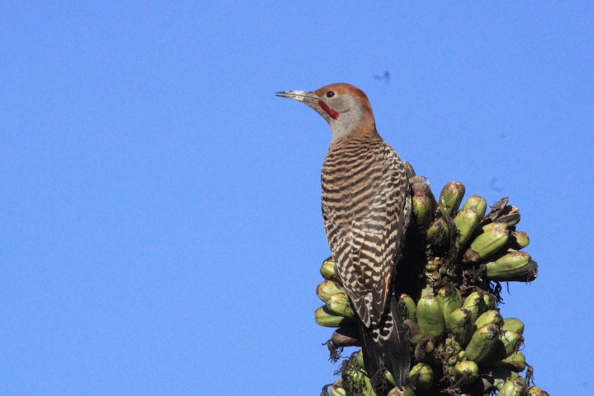 Guatemalan Flicker - ML644262778