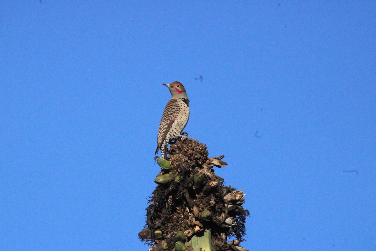 Guatemalan Flicker - ML644262779