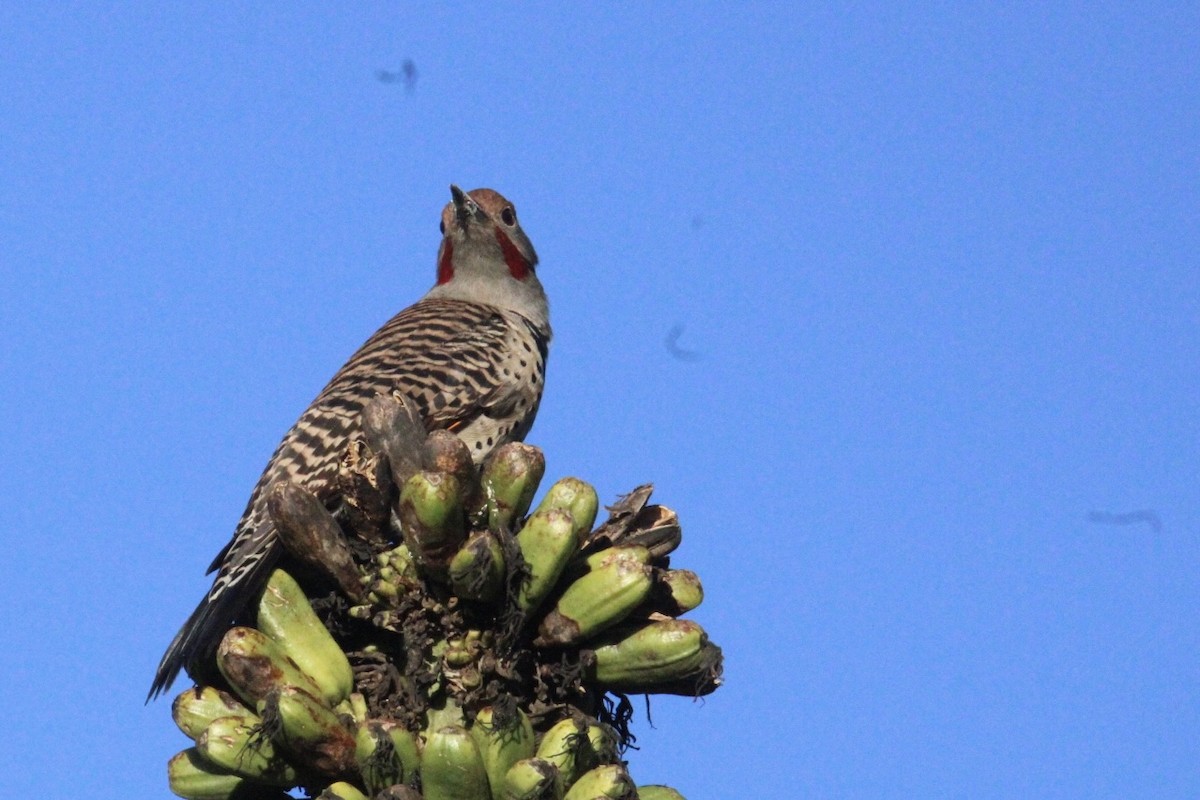 Guatemalan Flicker - ML644262780