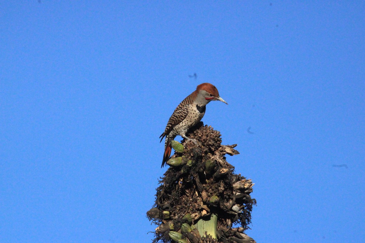 Guatemalan Flicker - ML644262781