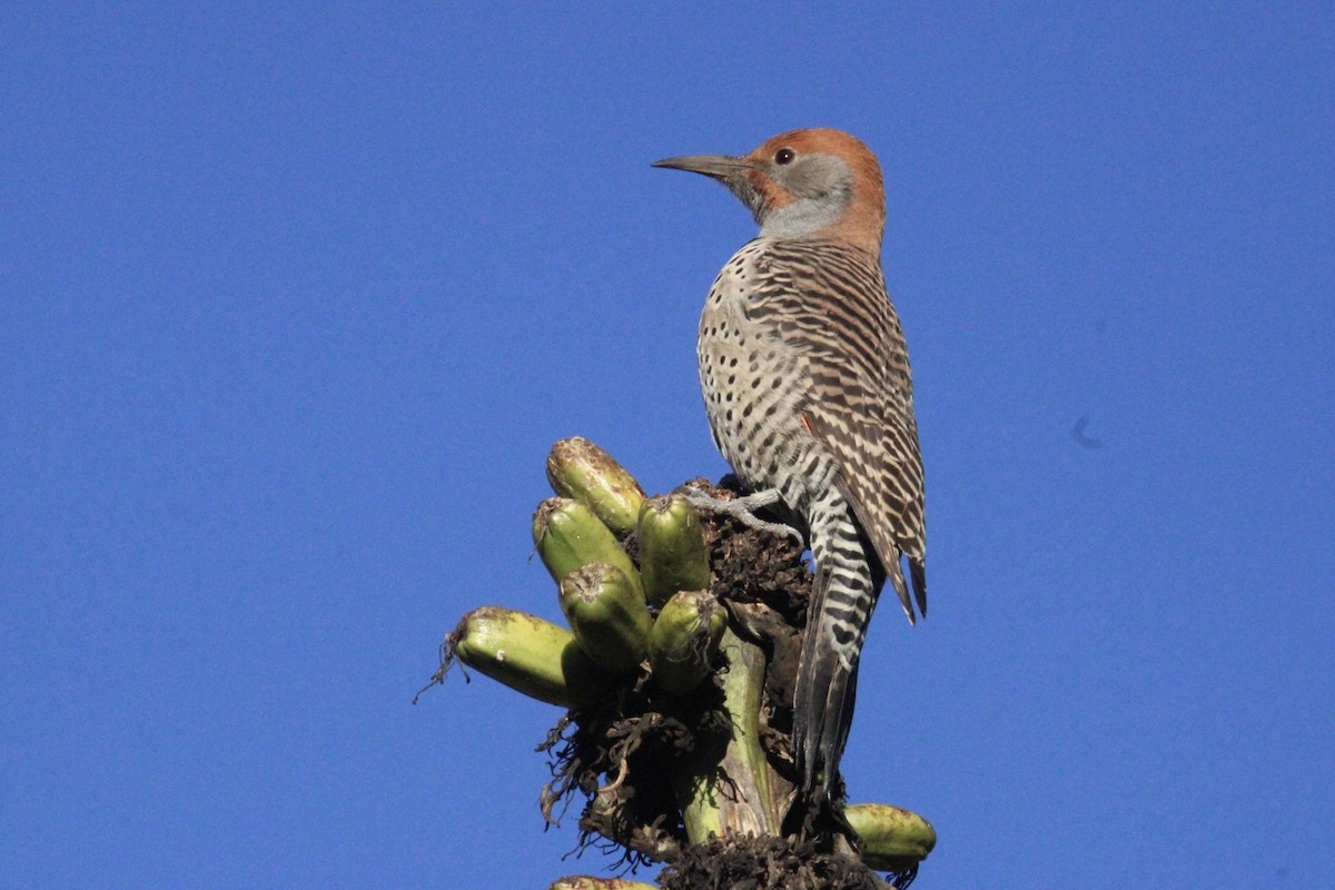 Guatemalan Flicker - ML644262782