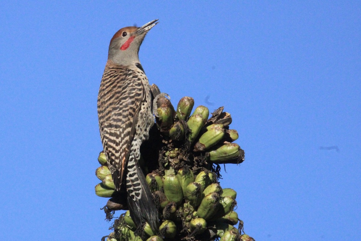 Guatemalan Flicker - ML644262783