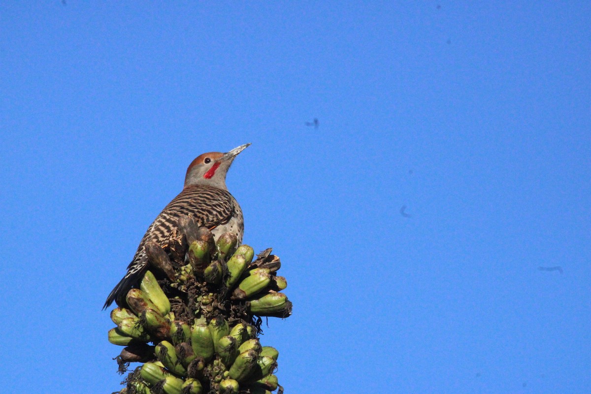 Guatemalan Flicker - ML644262784