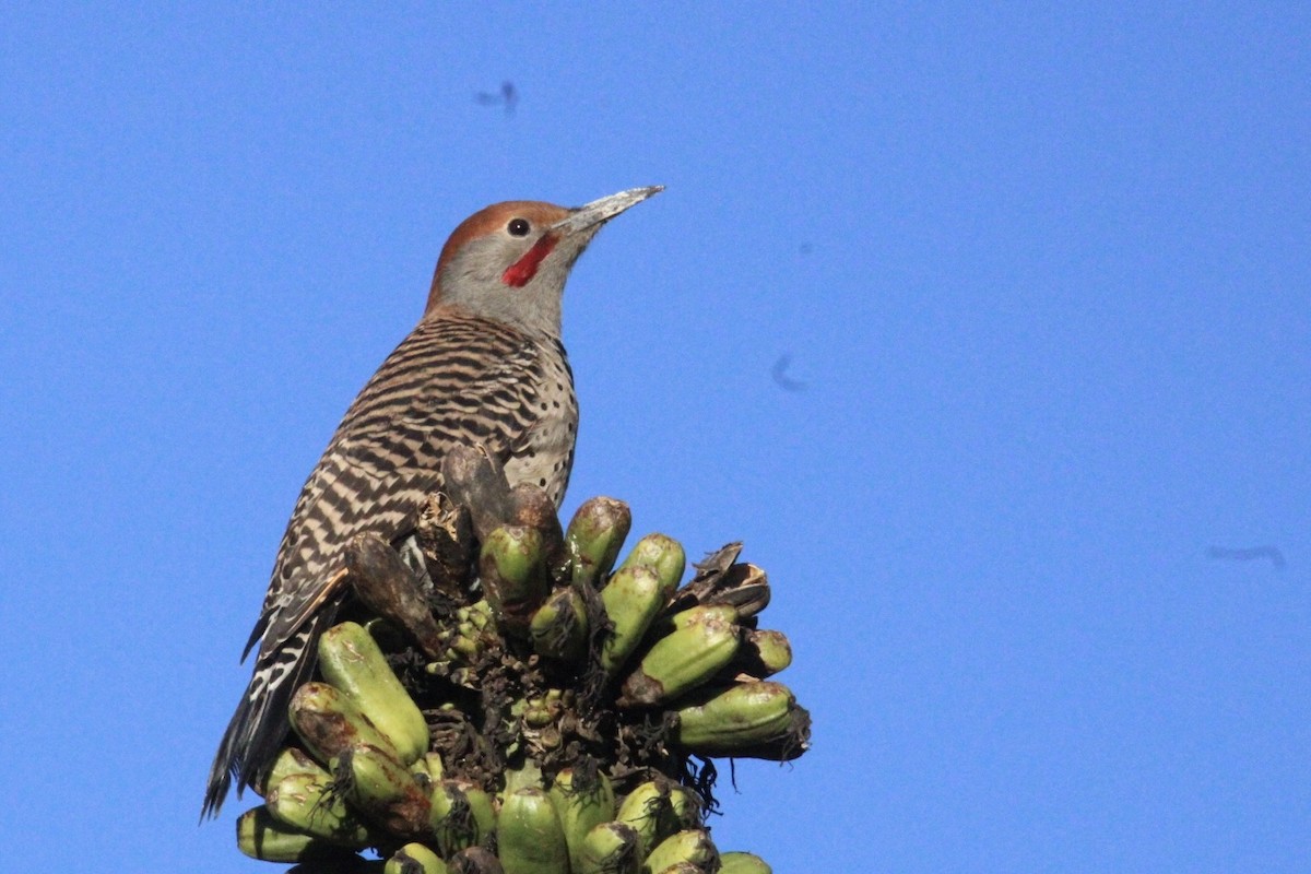 Guatemalan Flicker - ML644262785