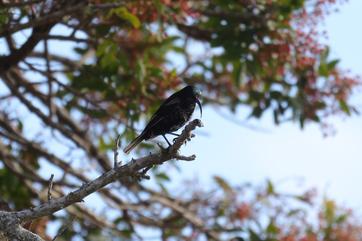 Amethyst Sunbird - ML644262786