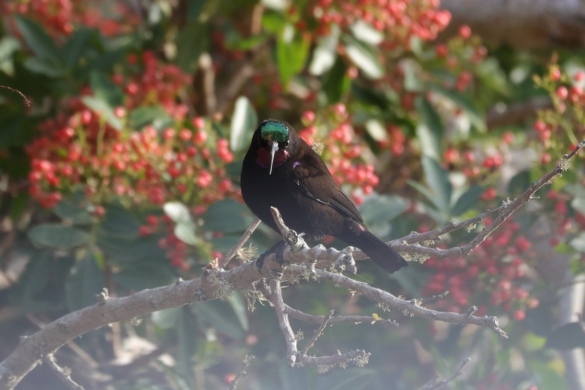 Amethyst Sunbird - ML644262787