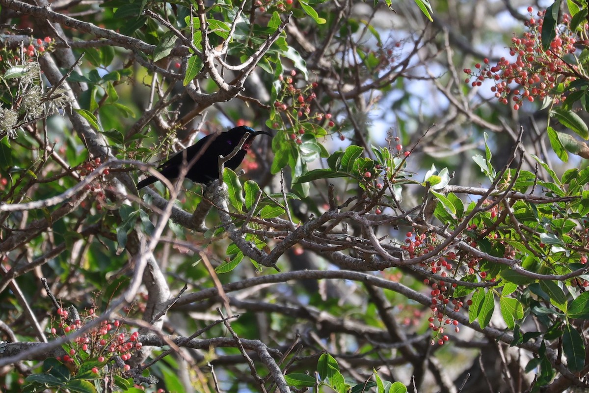 Amethyst Sunbird - ML644262788