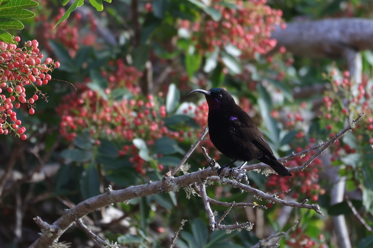 Amethyst Sunbird - ML644262789