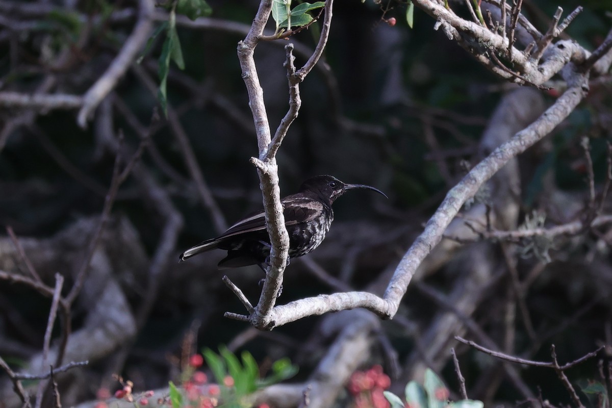 Amethyst Sunbird - ML644262790