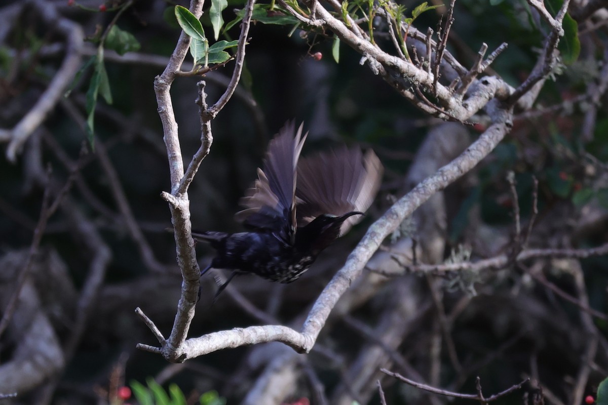 Amethyst Sunbird - ML644262791