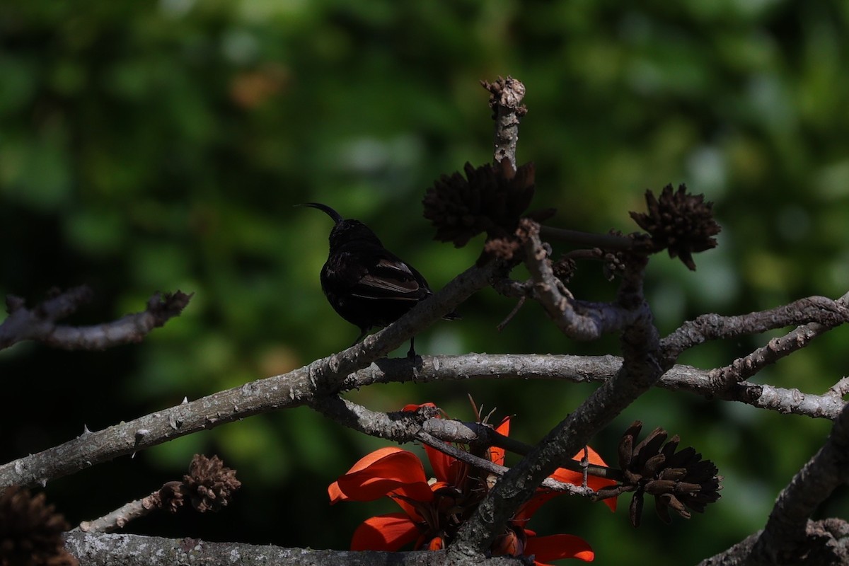 Amethyst Sunbird - ML644262792