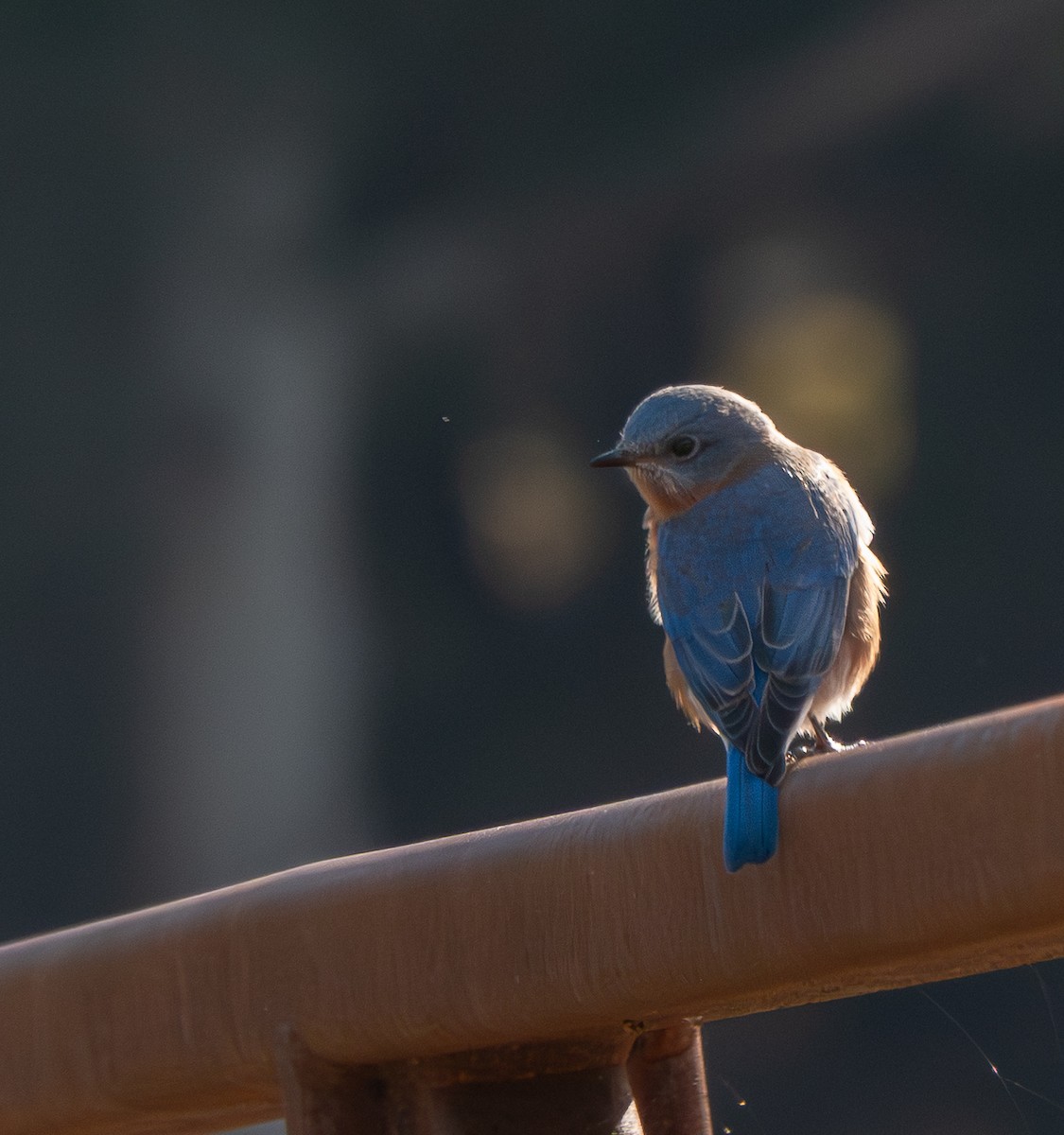 Eastern Bluebird - ML644262793