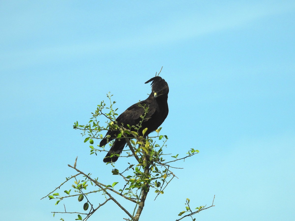 Aigle huppard - ML644262794