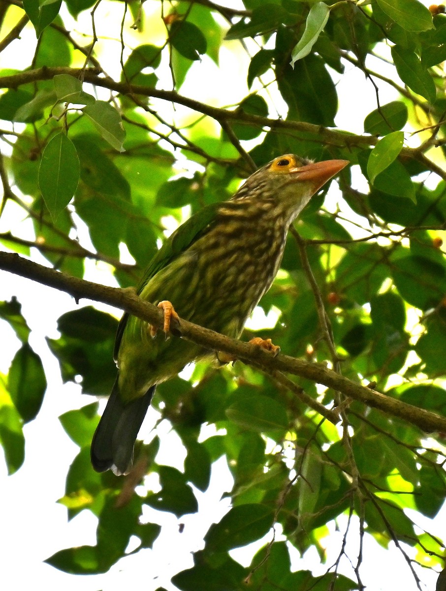 Lineated Barbet - ML644262795