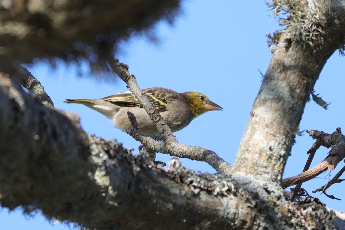 Cape Weaver - ML644262797
