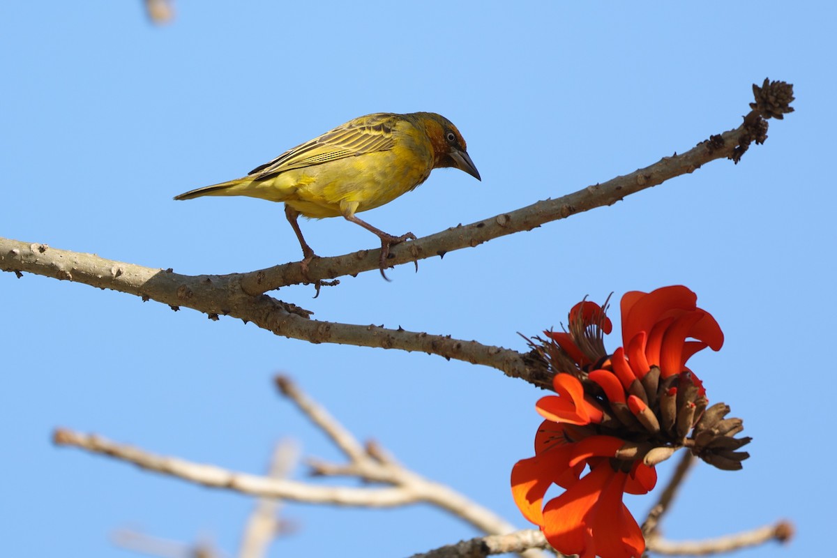 Cape Weaver - ML644262798