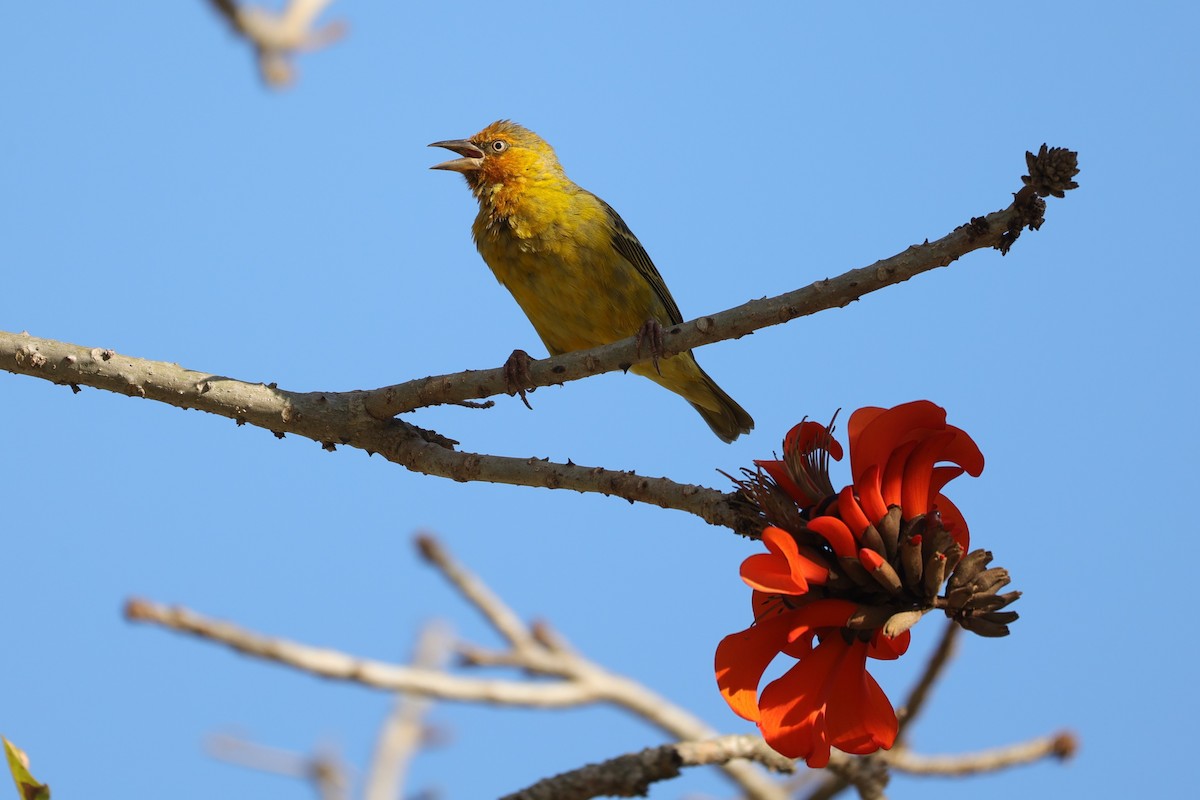 Cape Weaver - ML644262799