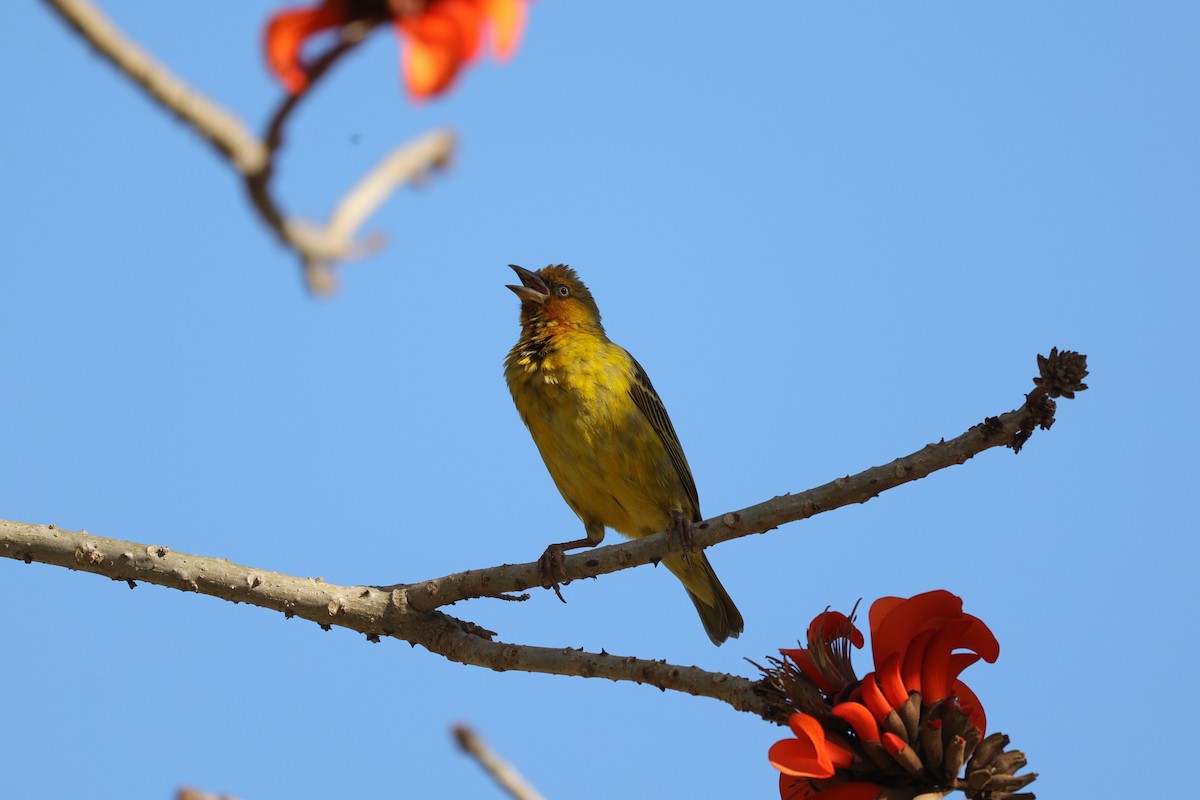 Cape Weaver - ML644262800