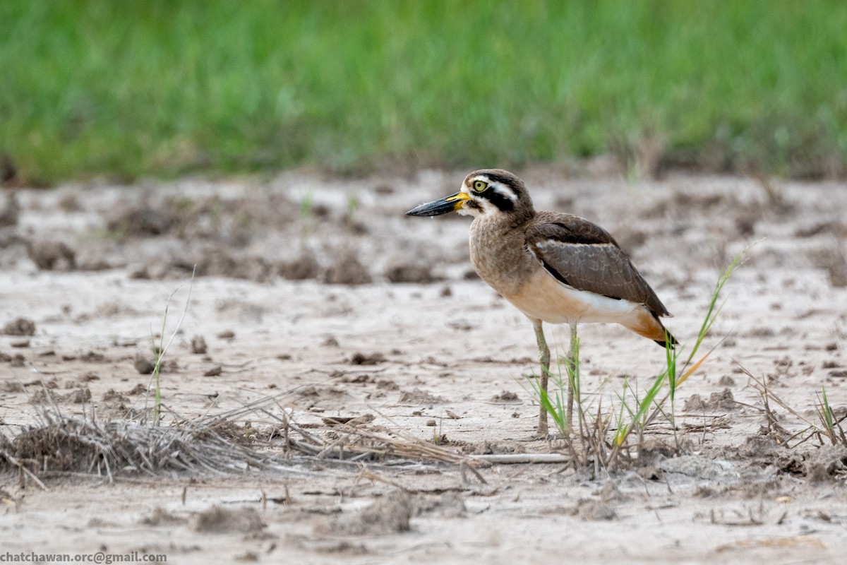 Great Thick-knee - ML644262803