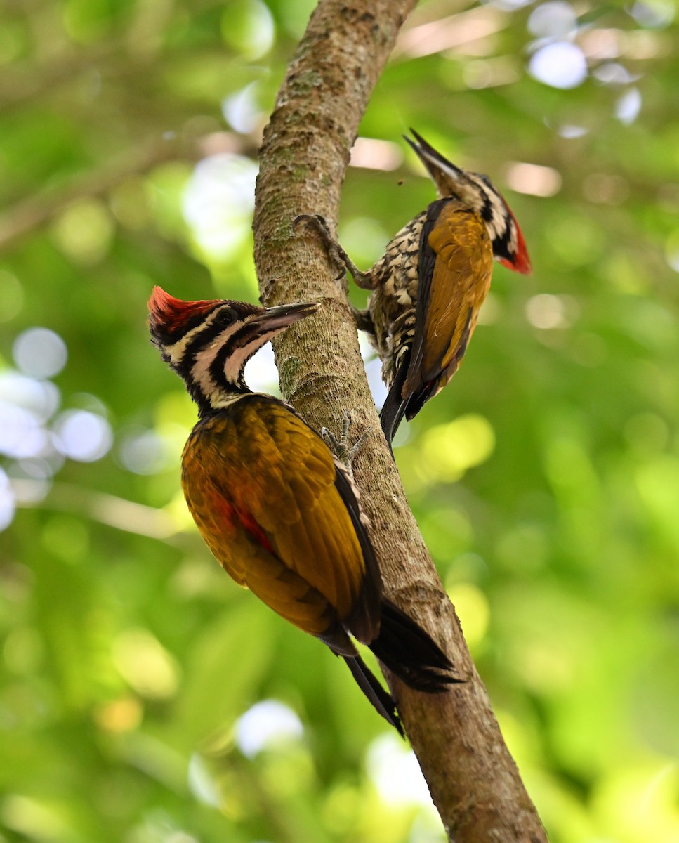 Common Flameback - ML644262804