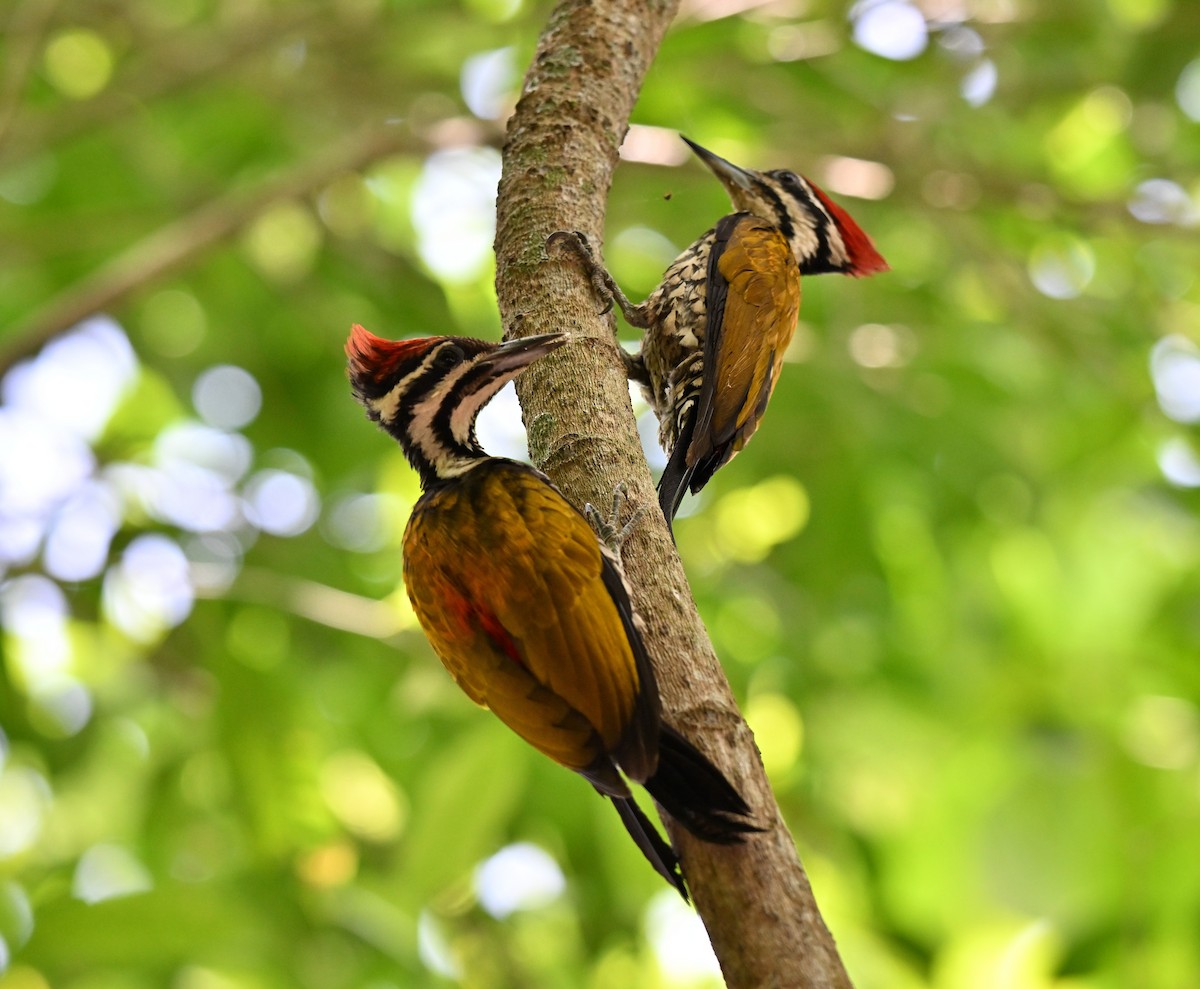 Common Flameback - ML644262805