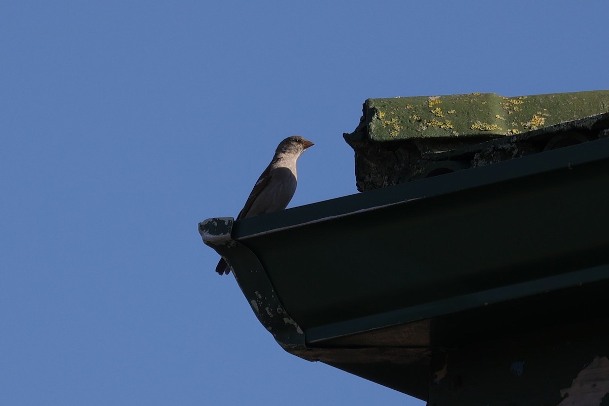 Горобець блідий - ML644262806