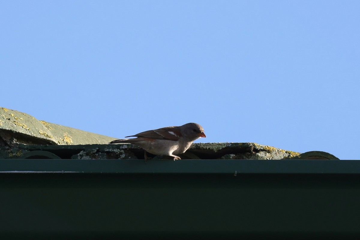 Горобець блідий - ML644262808