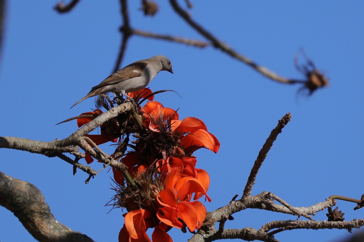 Горобець блідий - ML644262809