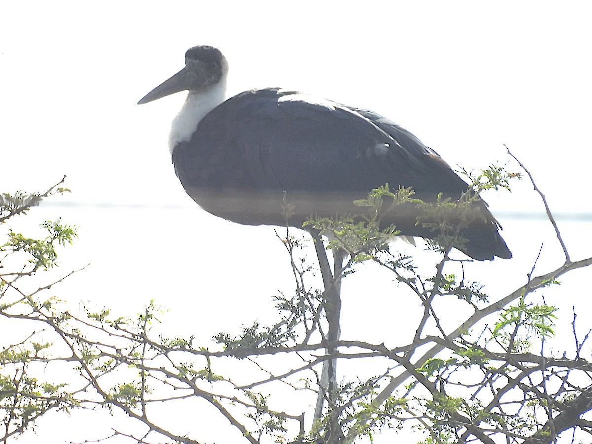 חסידה לבנת-גרון אפריקאית - ML644262810