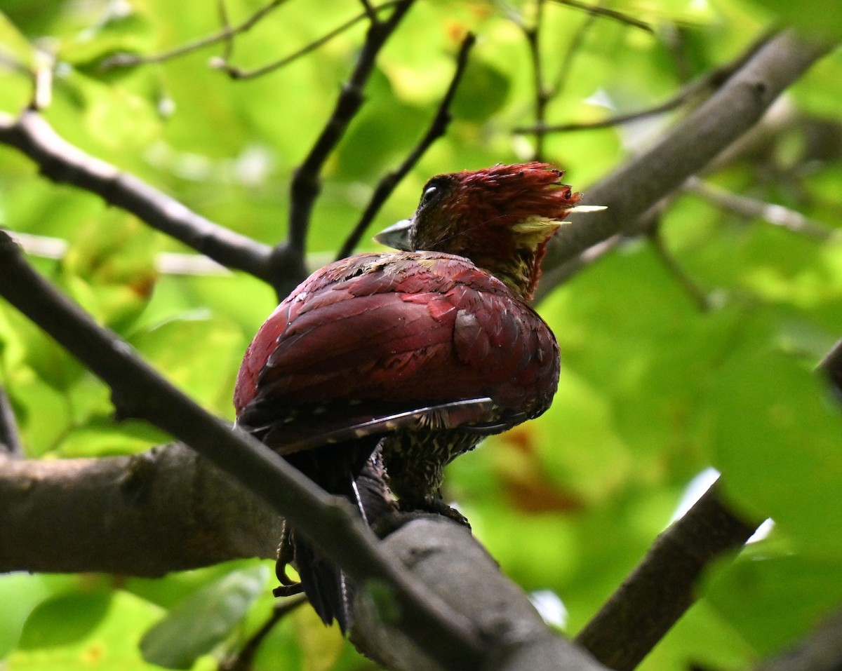 Banded Woodpecker - ML644262815