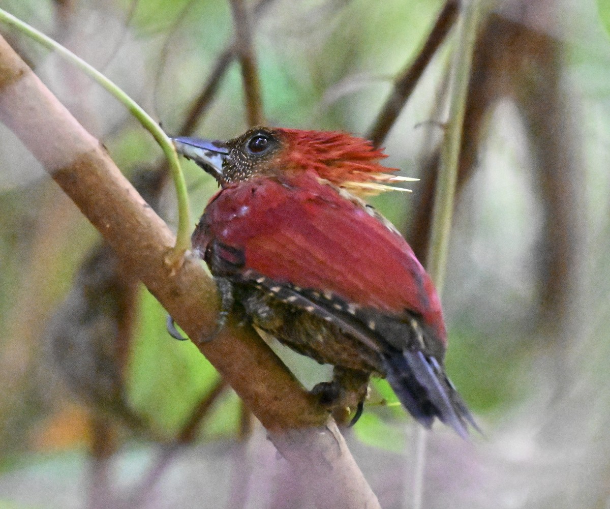 Banded Woodpecker - ML644262816