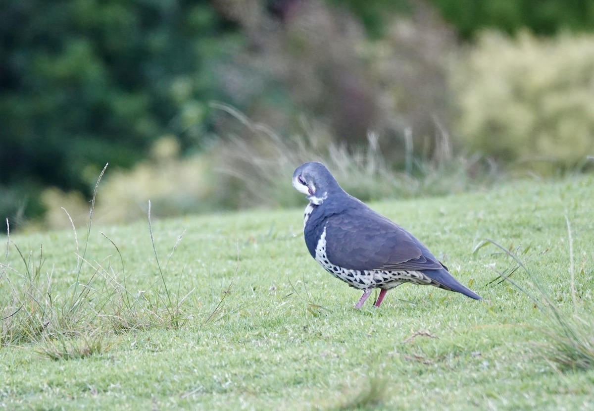 Вонга - ML644262835