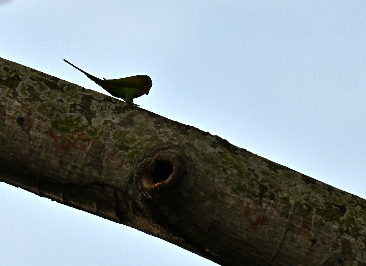 Red-breasted Parakeet - ML644262836