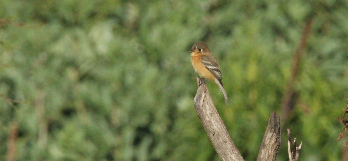 Buff-breasted Flycatcher - ML644262838