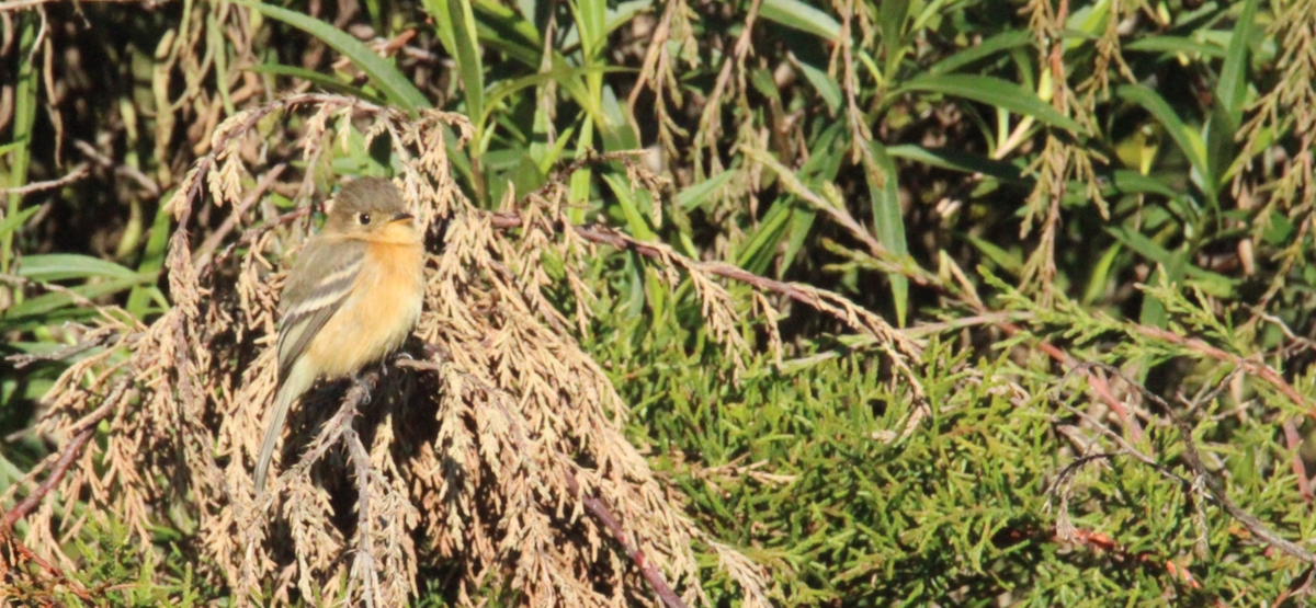 Buff-breasted Flycatcher - ML644262839