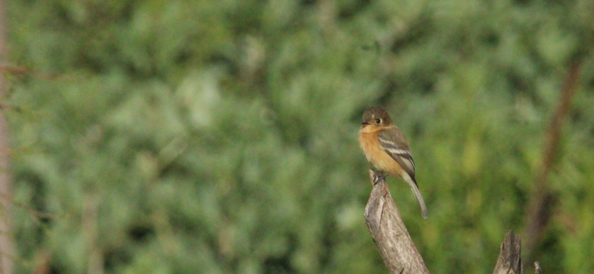 Buff-breasted Flycatcher - ML644262840