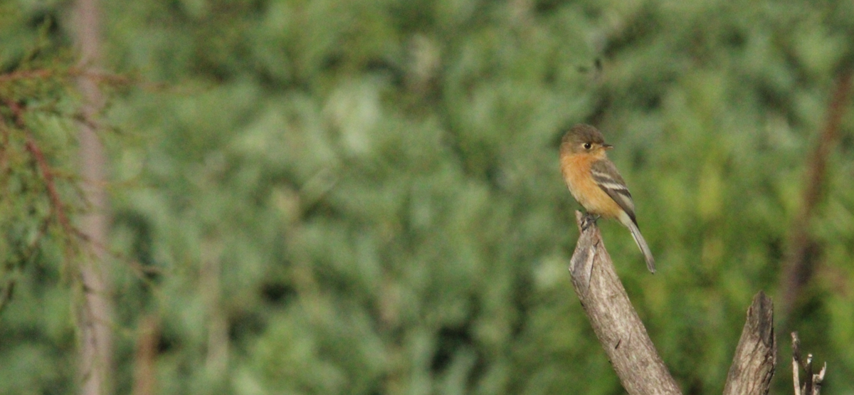 Buff-breasted Flycatcher - ML644262841