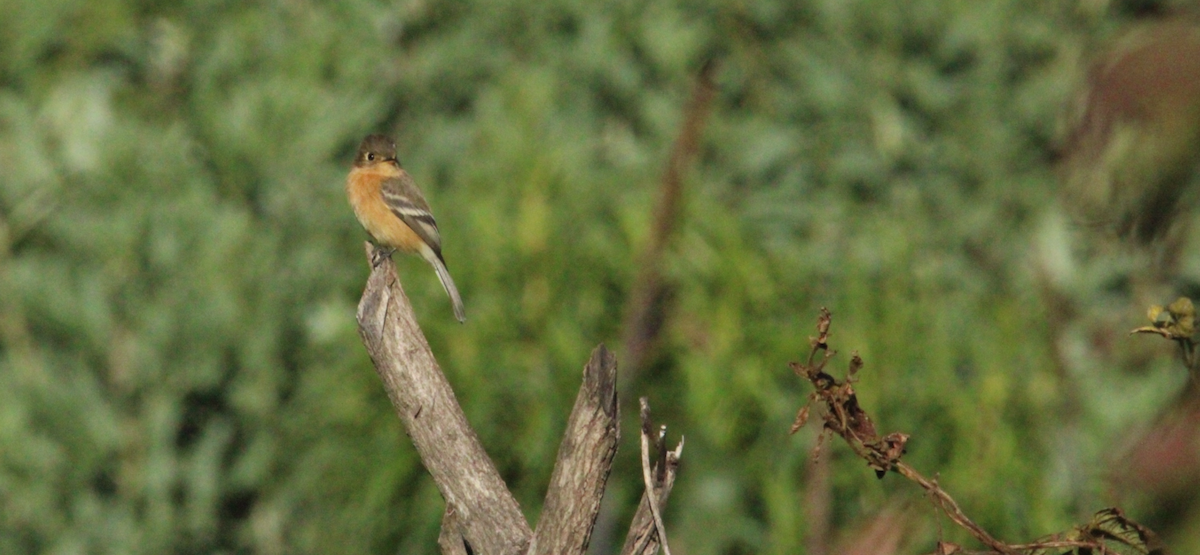 Buff-breasted Flycatcher - ML644262843