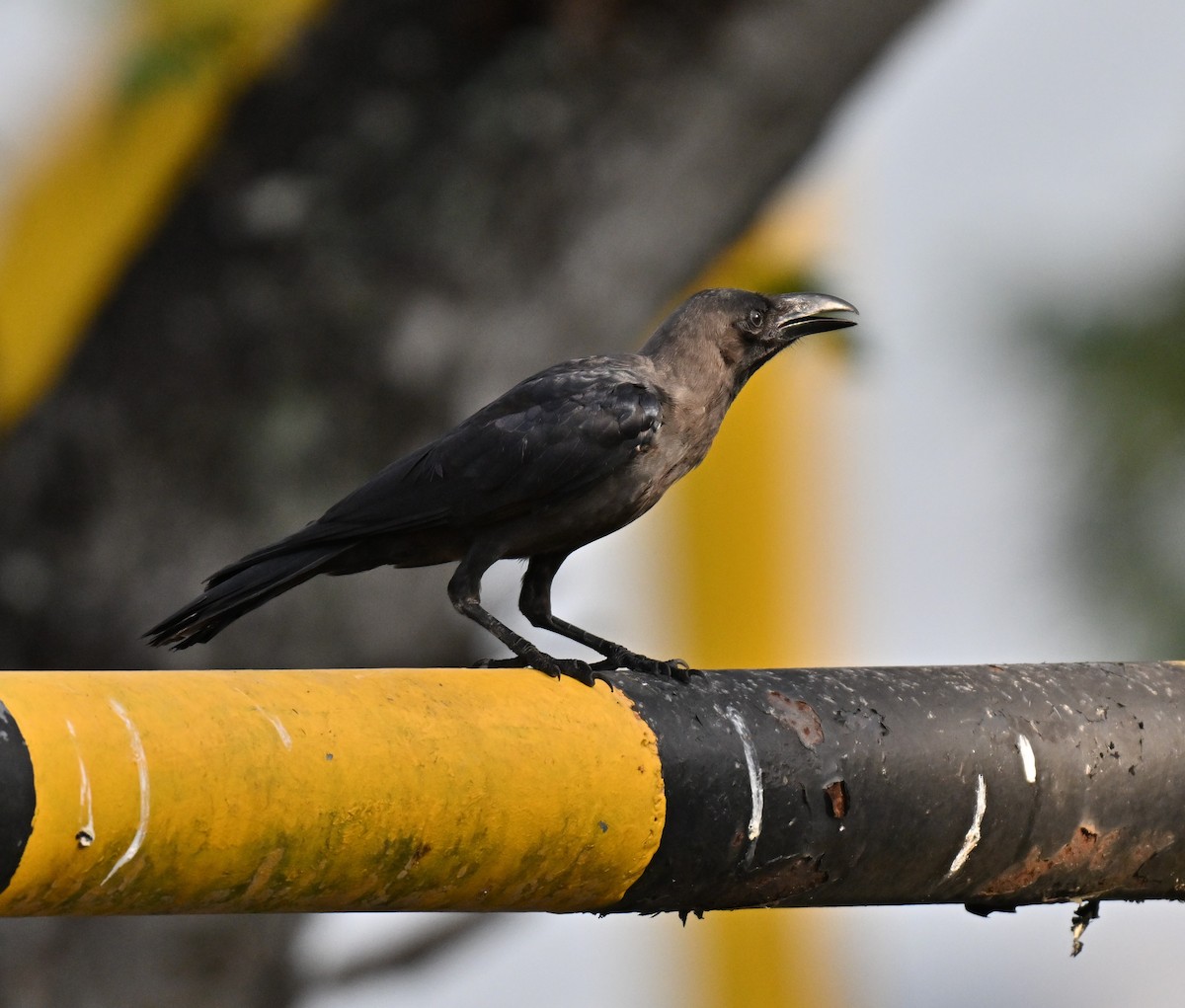 House Crow - ML644262847